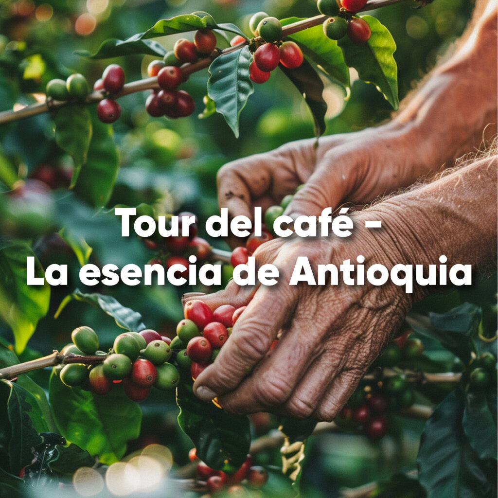 Tour del café en fincas cafeteras de Antioquia cerca de Medellín.